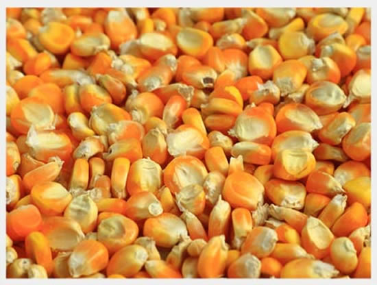 Corn/Maize