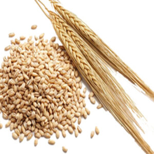 Barley