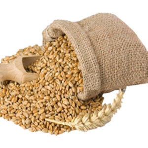Wheat